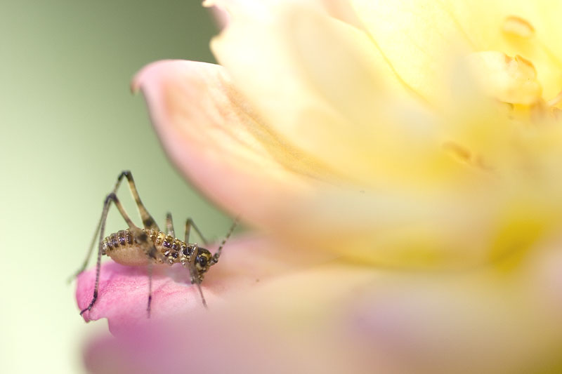 A caccia...in giardino!